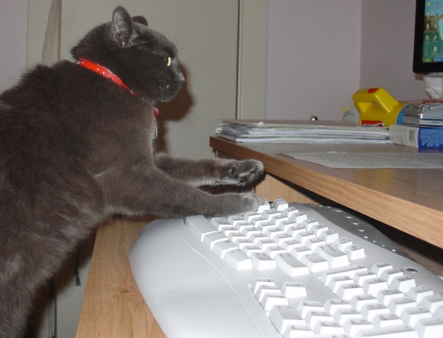 Typing_Cat_by_Vickart