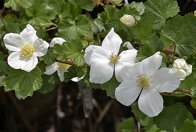 vass-flower